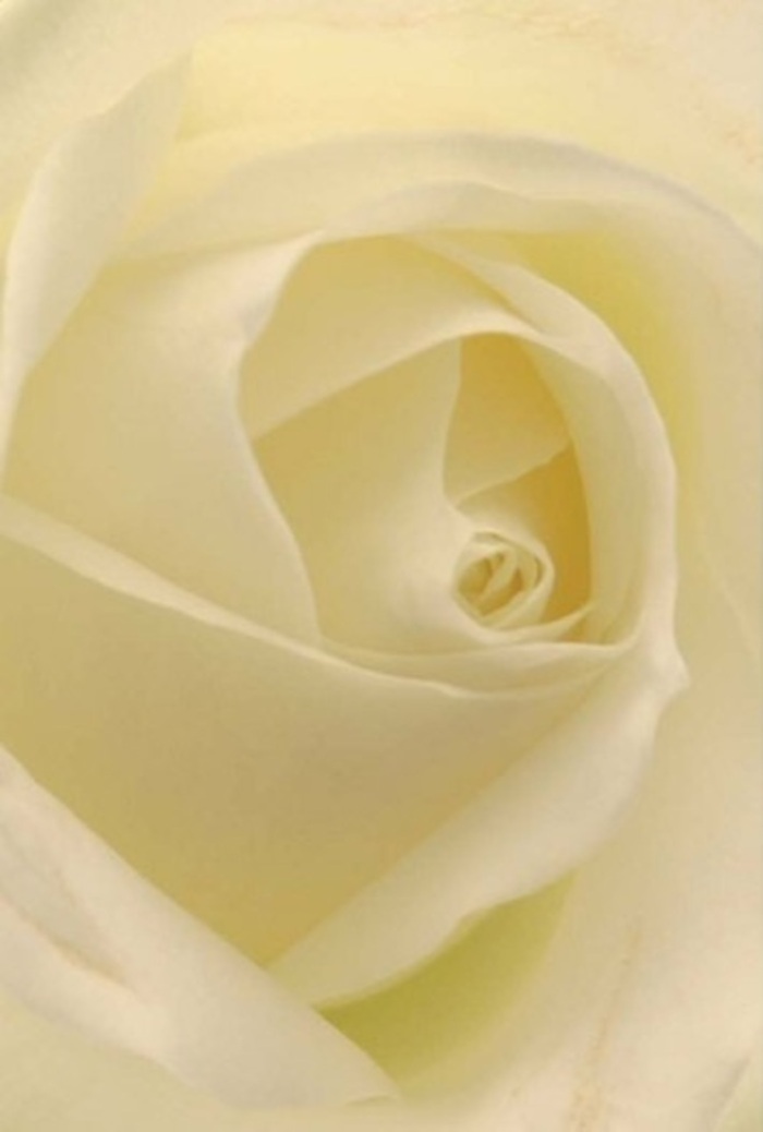 A classic white rose is seen up close as if glowing from within, embodying both tranquility and sophistication-the hallmarks of North Harrow's signature floral style. Creamy and ivory tones dance across each petal, their soft gradations intensified by gentle local daylight, similar to what one finds drifting through the windows of Harrow homes. The composition is serene: a spiral core at the centre suggests purity and resilience, ringed by layers that evoke gentle movement and quiet strength. This rose stands as a fitting tribute for a range of heartfelt occasions-whether it's a message of sympathy sent across North Harrow, a romantic overture delivered to Pinner, or a centerpiece for a wedding near Headstone Manor. In its refined simplicity, the bloom broadcasts subtle hints of a clean, fresh scent, much like early spring mornings in the gardens off Cunningham Park. The nuanced play of shadow and light celebrates both nature's wisdom and the practised care of local florists, while the peaceful harmony of colour and texture makes this bouquet appropriate for any moment where words may fall short but sentiment must be expressed with dignity and grace.